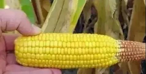 17種畸形玉米穗形成原因！別再埋怨品種啦，這些都不是品種的事兒！